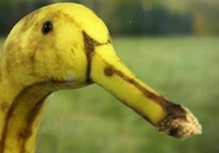 bananna duck photoshop 