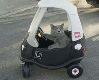 cat driving uber lift toy car 