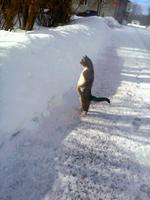 cat staring at snow 