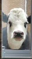 cow looking in window 