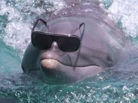dolphin with sunglasses 