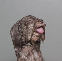 happy wet dog 